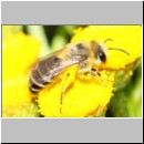 Colletes daviesanus - Seidenbiene w003c 9mm am Nest - Sandgrube Niedringhaussee det.jpg